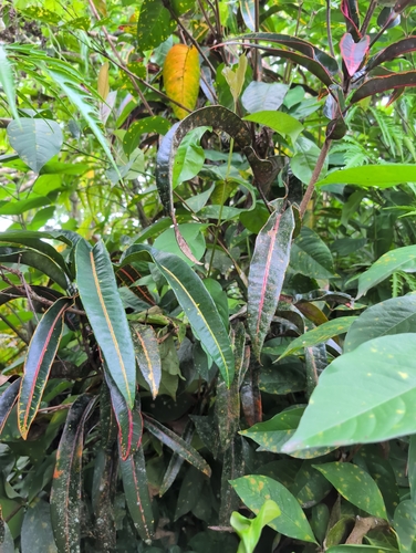 Variegated Croton