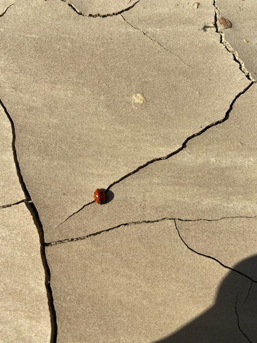 Seven-spotted Lady Beetle