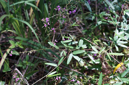panicled ticktrefoil