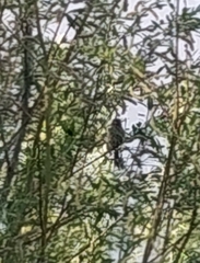 Carpodacus erythrinus