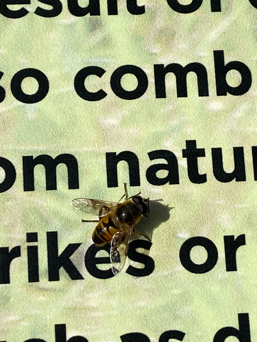 Common Drone Fly