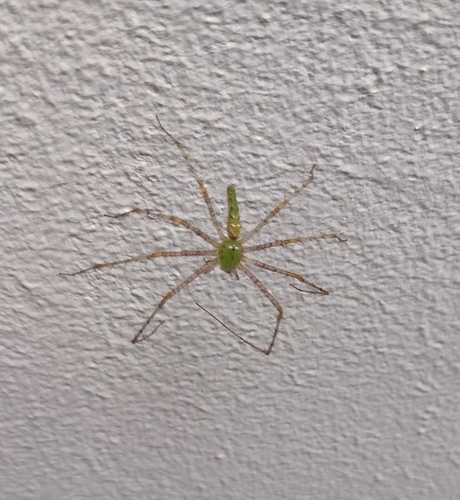 Green Lynx Spider