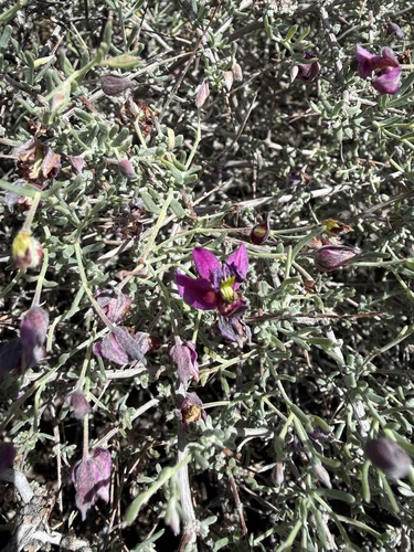 Littleleaf Rhatany