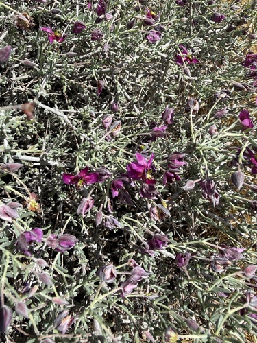 Littleleaf Rhatany