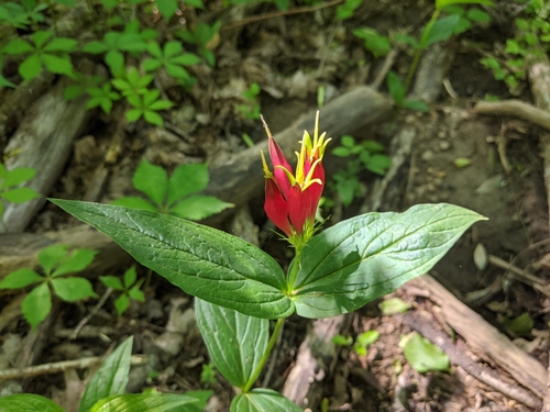 Spigelia marilandica