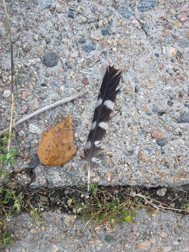 Plume de Faucon émerillon