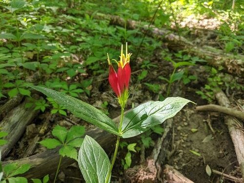 Spigelia marilandica