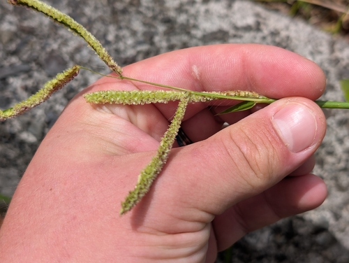 Paspalum fimbriatum observed 2026-09-08