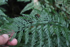 Asplenium appendiculatum