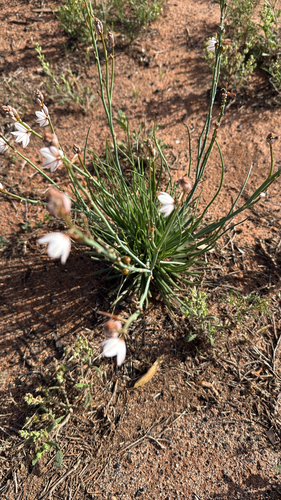 Onion-Leafed Asphodel