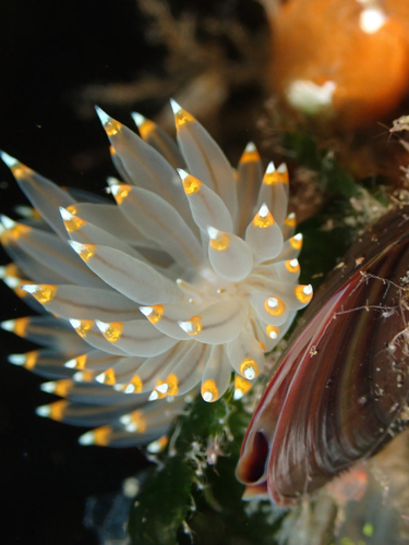 White-and-orange-tipped Nudibranch
