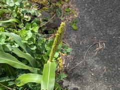 Sorghum bicolor, photograph author not stated, no rights reserved
