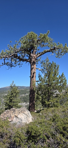 Pinus jeffreyi