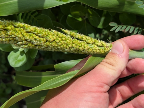 Sorghum bicolor, photograph 6
