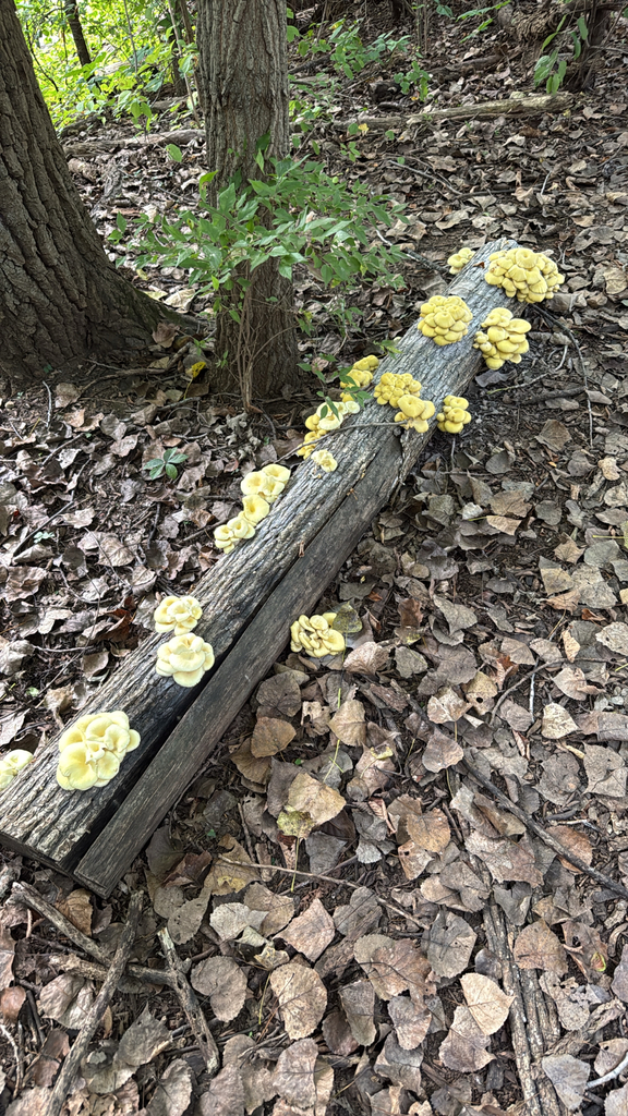 Golden Oyster Mushroom · September 2026 · photo: Photo: (c) Ken D., some rights reserved (CC BY) · iNaturalist