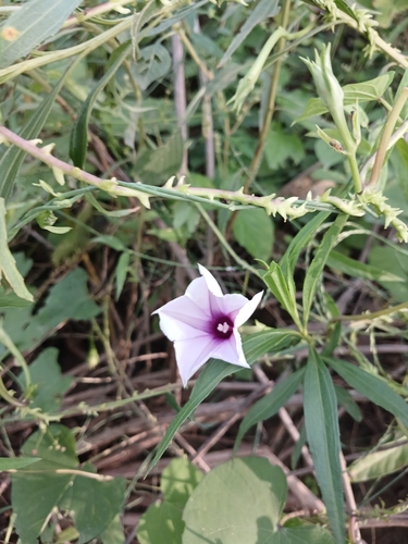 Ipomoea muricata, 2026-09-08