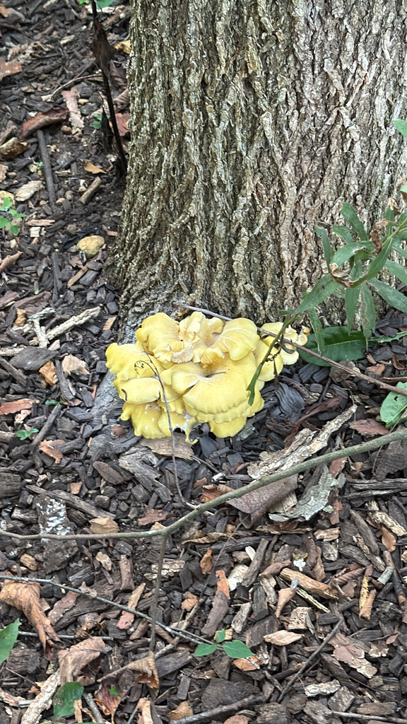 Golden Oyster Mushroom · September 2026 · photo: Photo: (c) Ken D., some rights reserved (CC BY) · iNaturalist