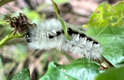 Hickory Tussock Moth