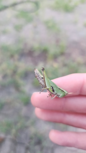 Short-winged Green Grasshopper photo 5