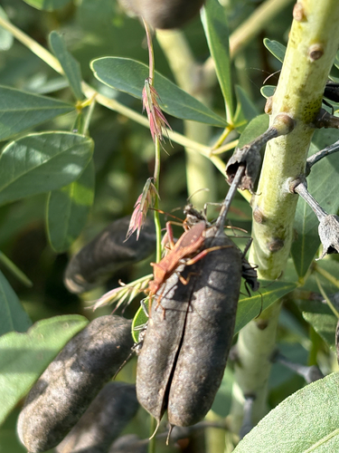 Lupine Bug
