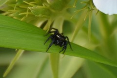 Phidippus clarus