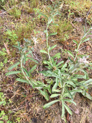 Gamochaeta calviceps