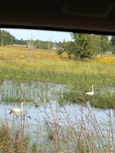Trumpeter Swan