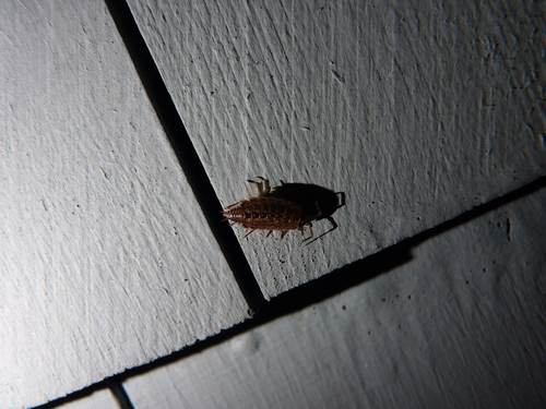 Common Striped Woodlouse