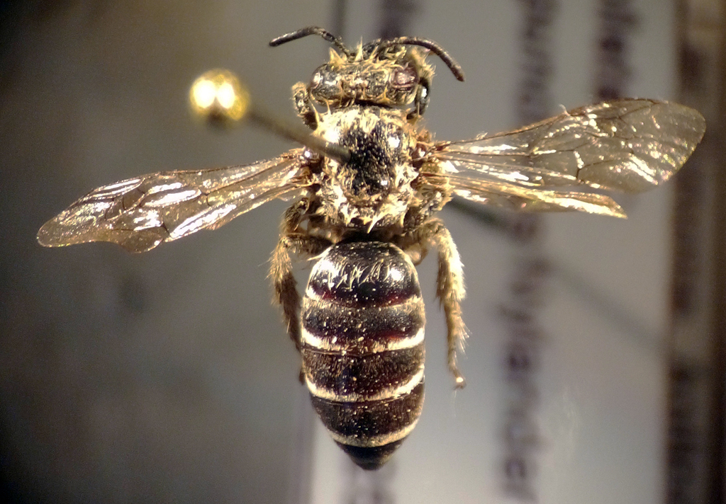Impunctate Cellophane Bee