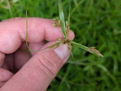Cyperus polystachyos, photograph author not stated, no rights reserved