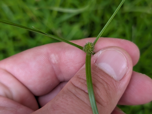 Cyperus brevifolius observed 2026-09-08