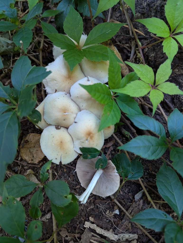 Pale Brittlestem · September 2026 · photo: Photo: no rights reserved · iNaturalist