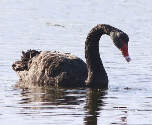 iNaturalist image
