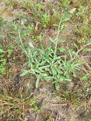 Gamochaeta calviceps