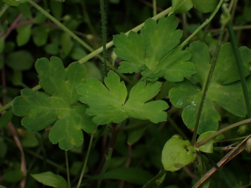 Geranium thunbergii, photograph 6