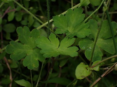 Geranium thunbergii, photograph (c) W Rao, some rights reserved (CC BY)