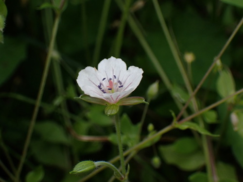 Geranium thunbergii, photograph 5