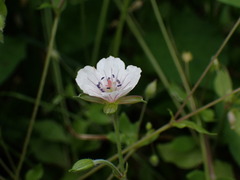 (c) W Rao, some rights reserved (CC BY) Geranium thunbergii, photograph (c) W Rao, some rights reserved (CC BY)