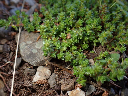 Sedum japonicum