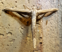 Meskea dyspteraria