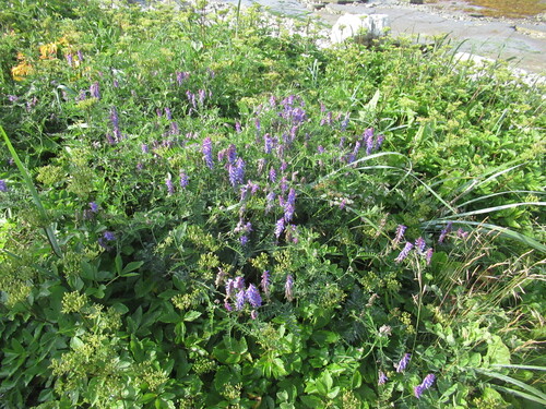 tufted vetch