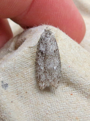 Semioscopis