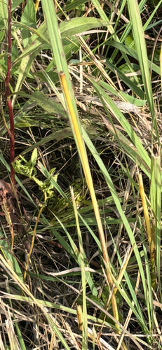 Northern Leopard Frog