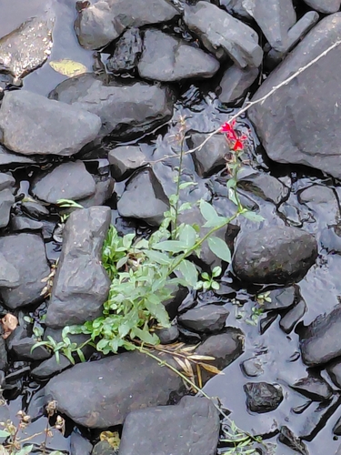 cardinal flower