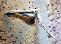 Meskea dyspteraria