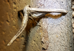Meskea dyspteraria