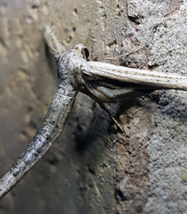 Meskea dyspteraria