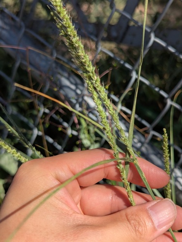 Setaria leucopila, photograph 4