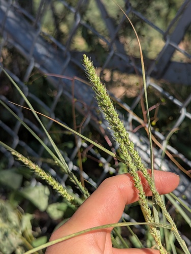 Setaria leucopila, photograph 3