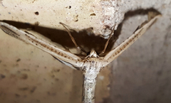 Meskea dyspteraria